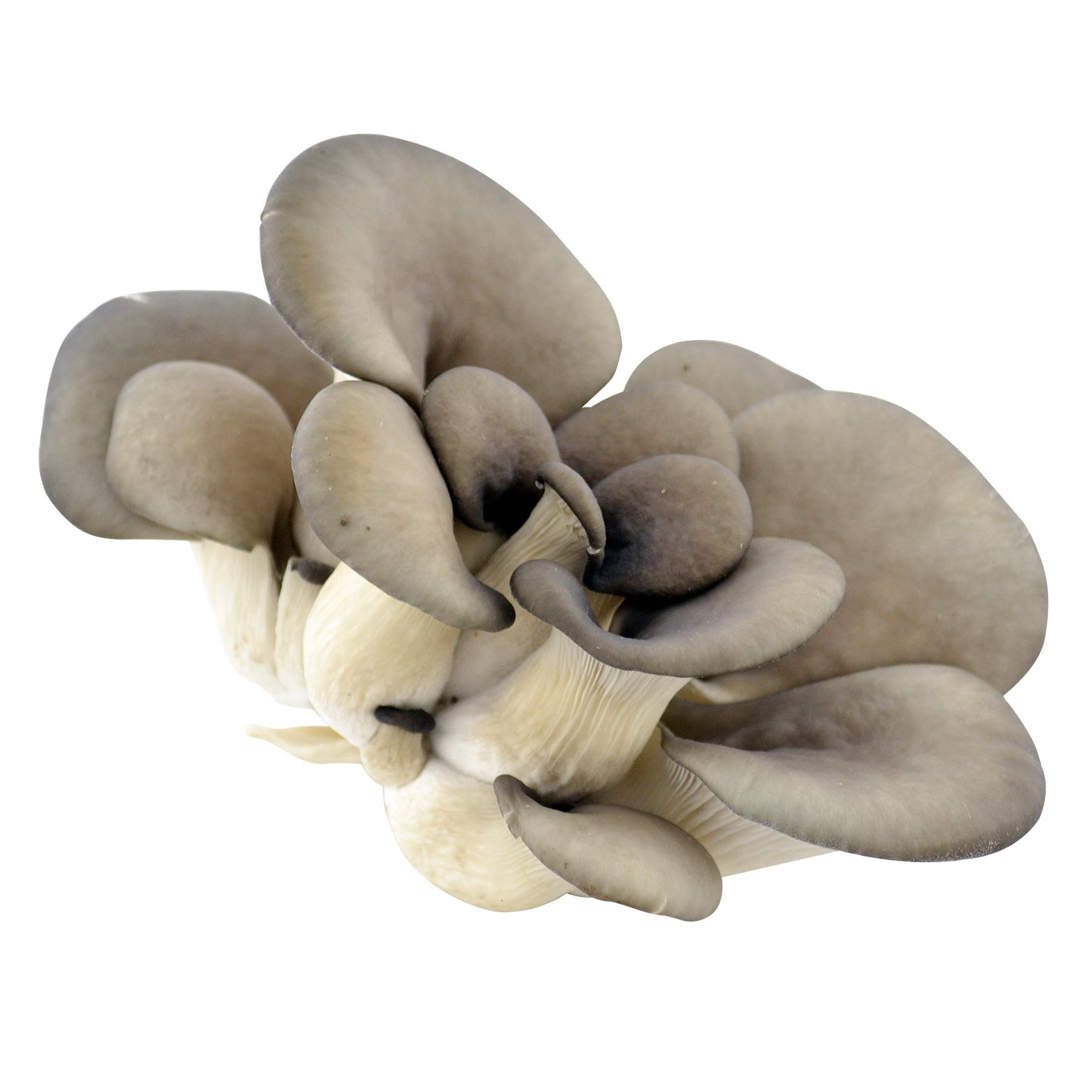 Organic Black Oyster Mushrooms, 350 g - image 1