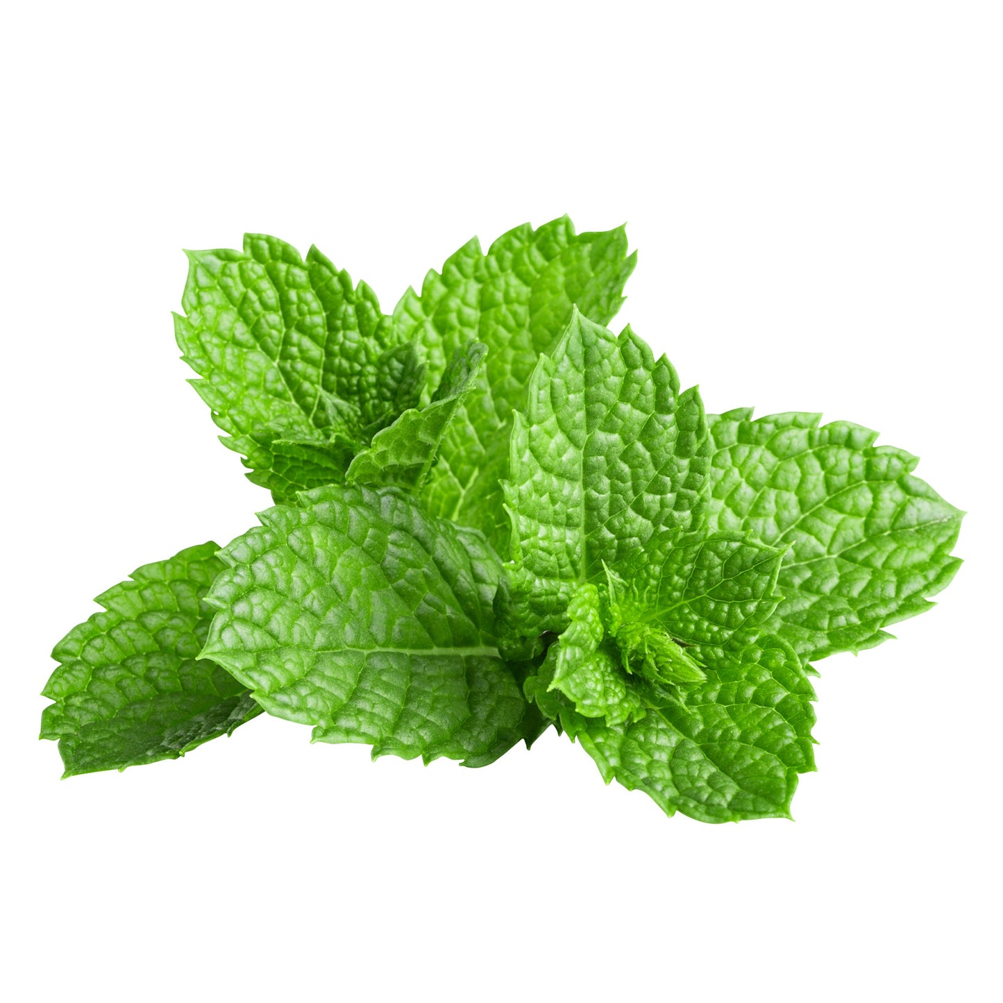 Mint - image 1