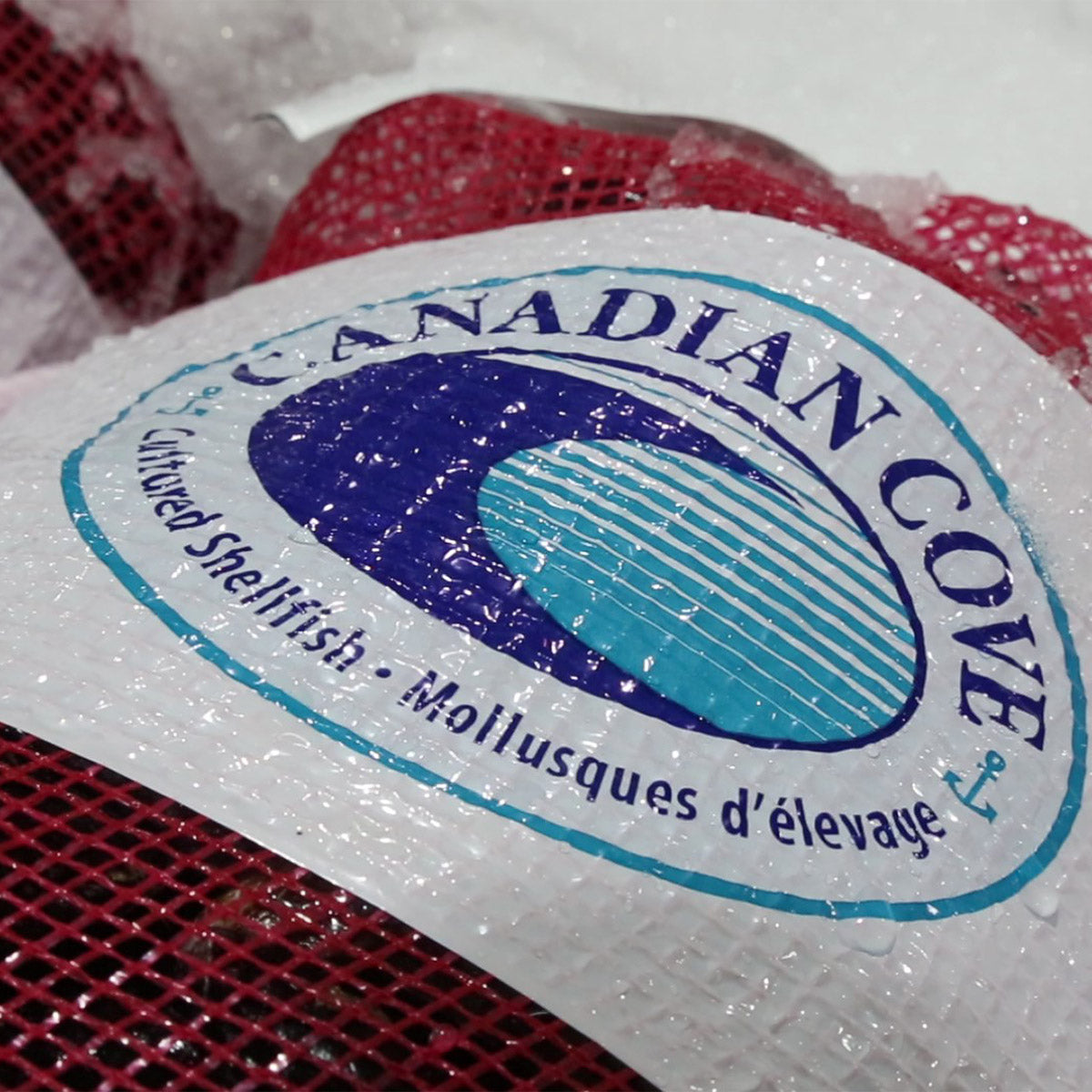 Canadian Cove Fresh Mussels, 10 lb Mesh Bag - image 3