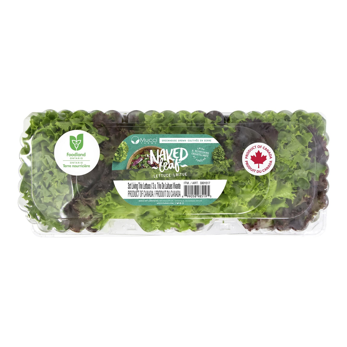 Trio Living Lettuce, Pack of 3 - image 1