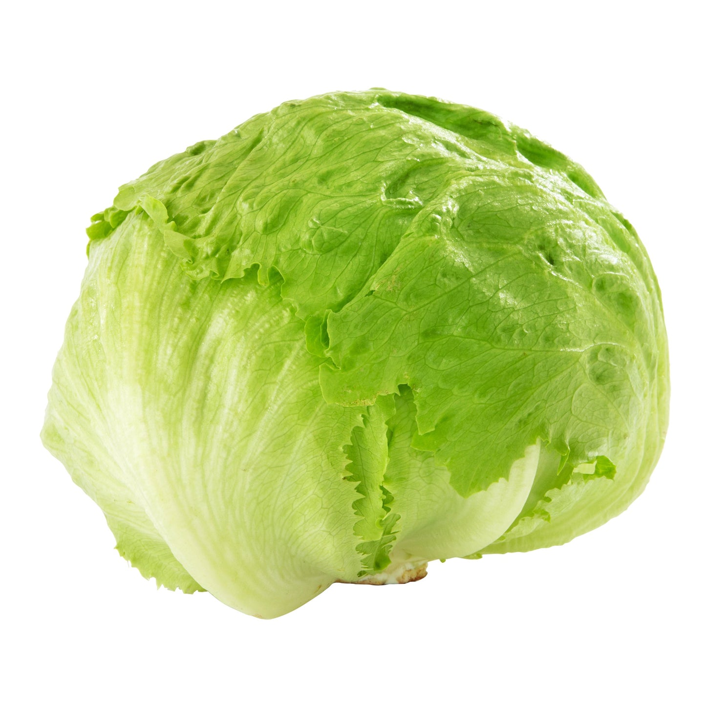 Iceberg Lettuce, Pack of 24 or 30 - image 1
