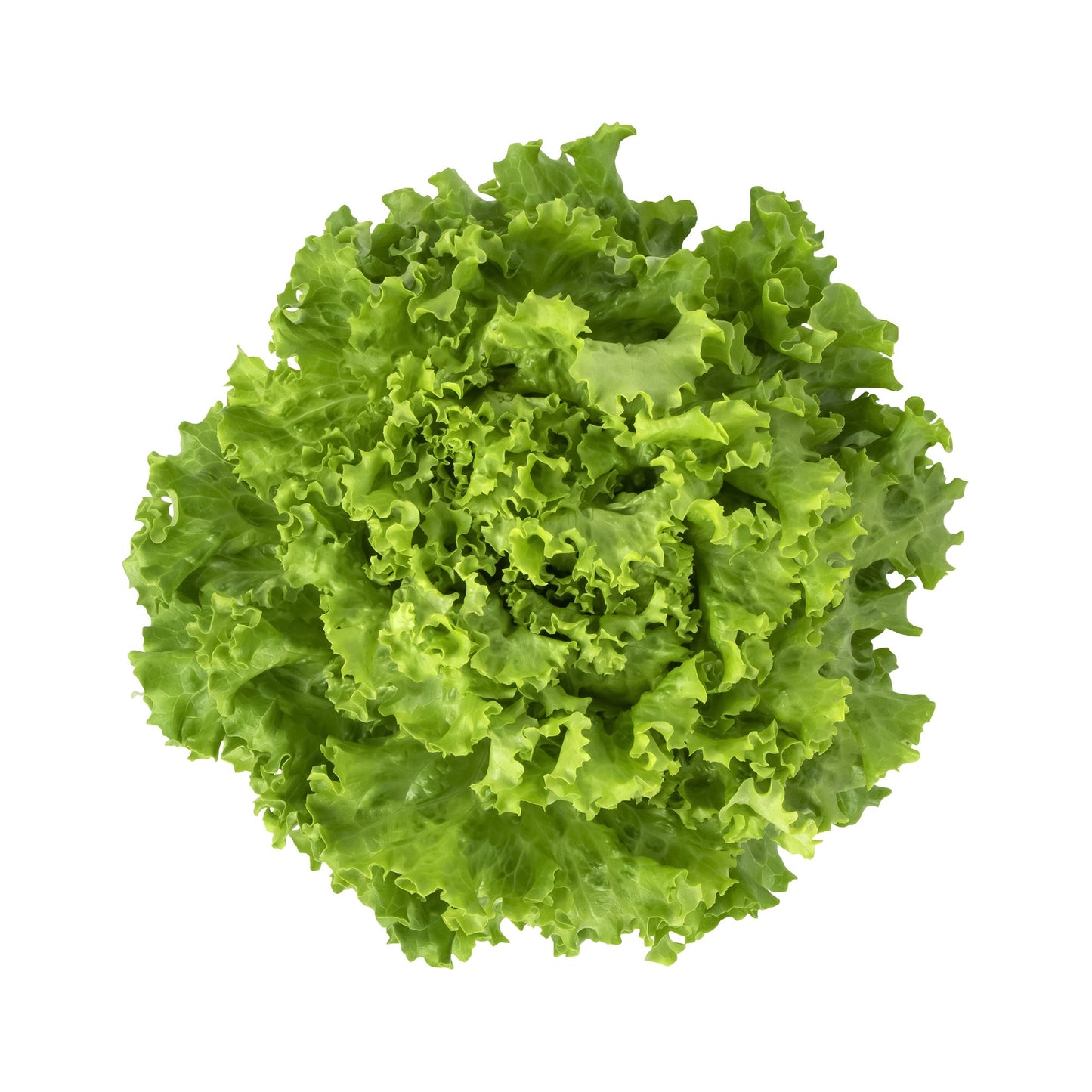 Green Leaf Lettuce, 24 Pack - image 1