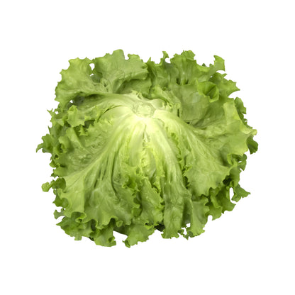 Green Leaf Lettuce, 24 Pack - image 3
