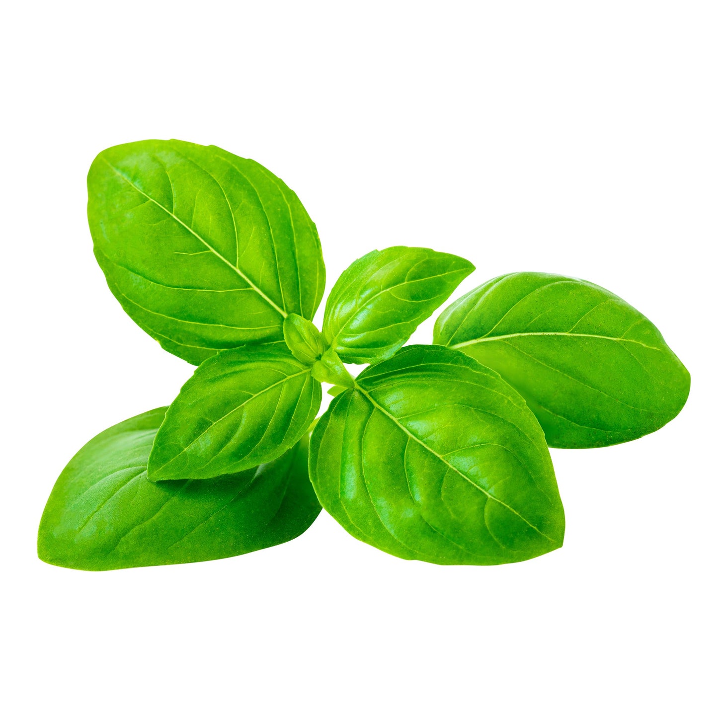 Basil - image 1