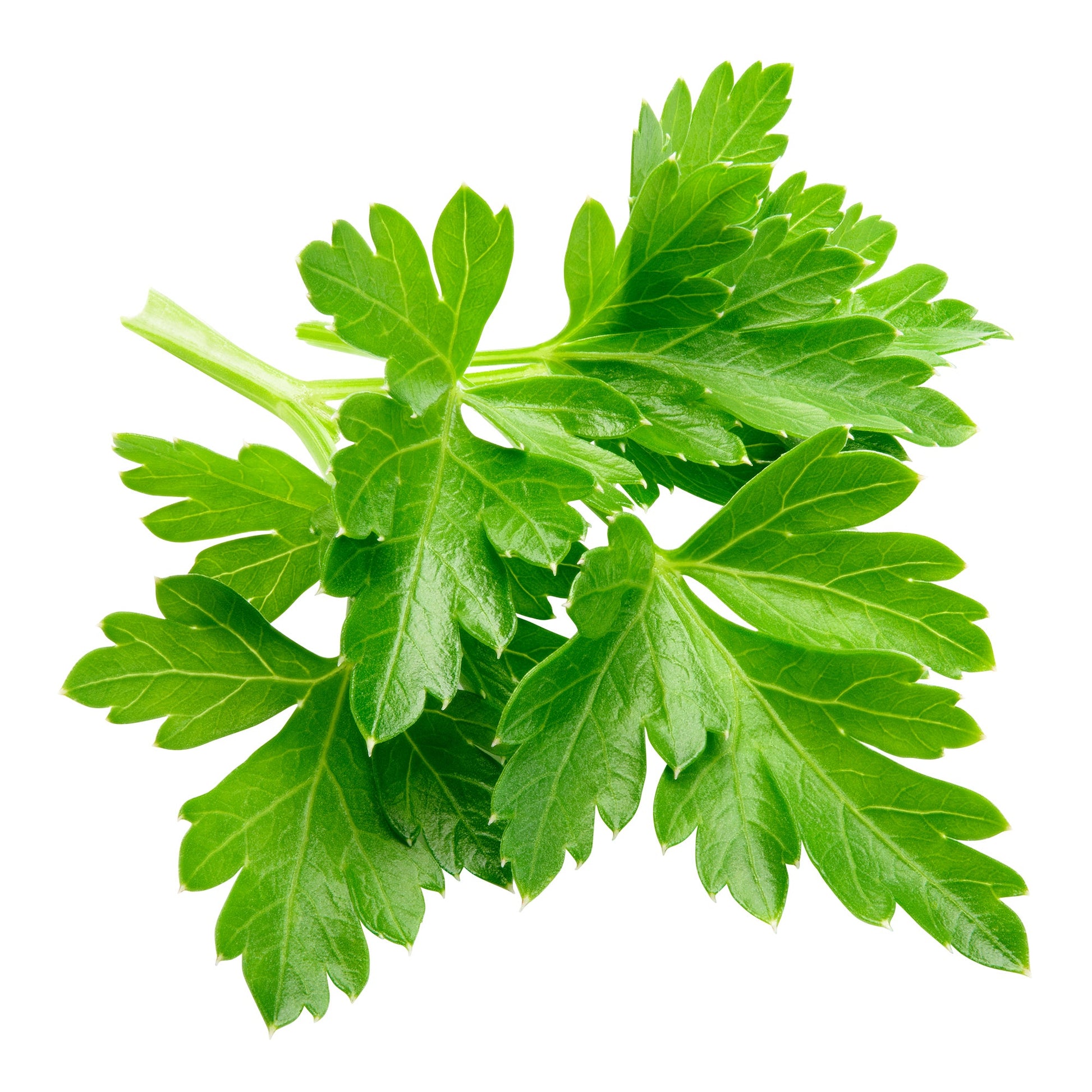 Parsley - image 1