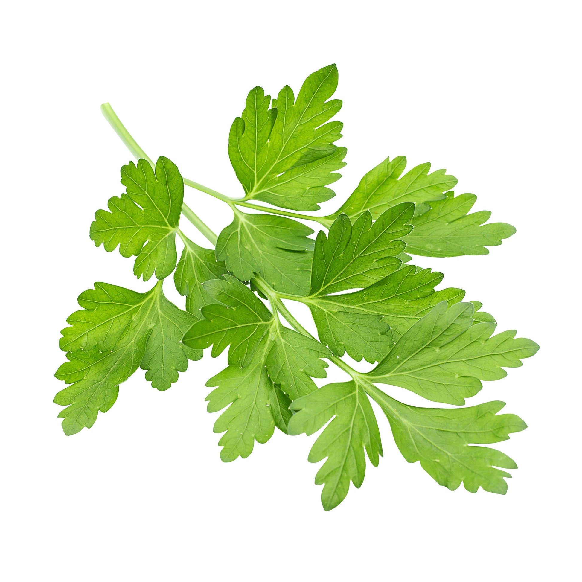 Cilantro - image 1
