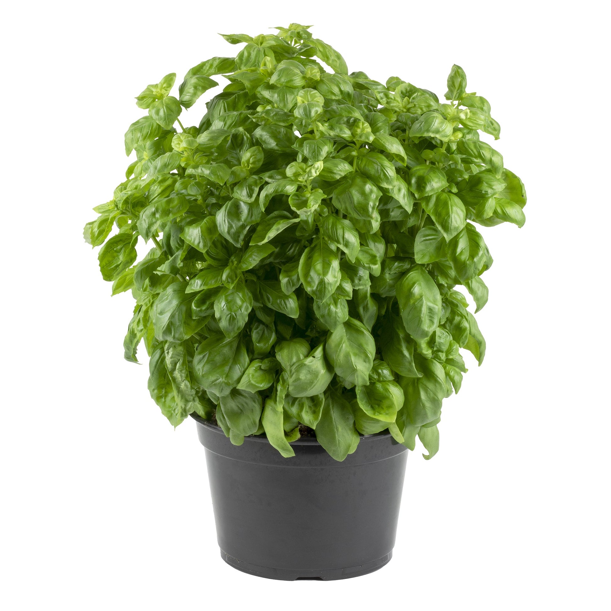 Basil Plant - image 1