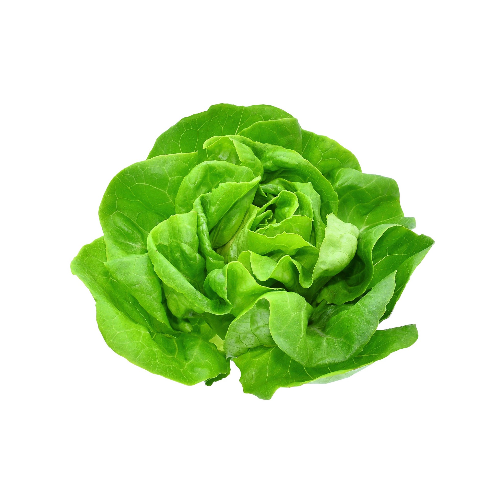 Boston Lettuce - image 1