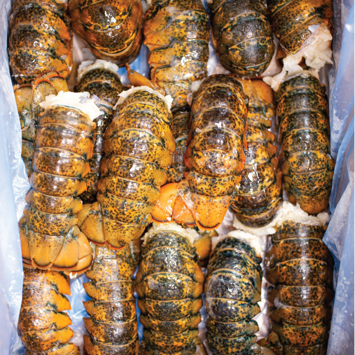 OceanPrime Canadian Lobster Tails, 2.26 kg (5 lb) - image 2