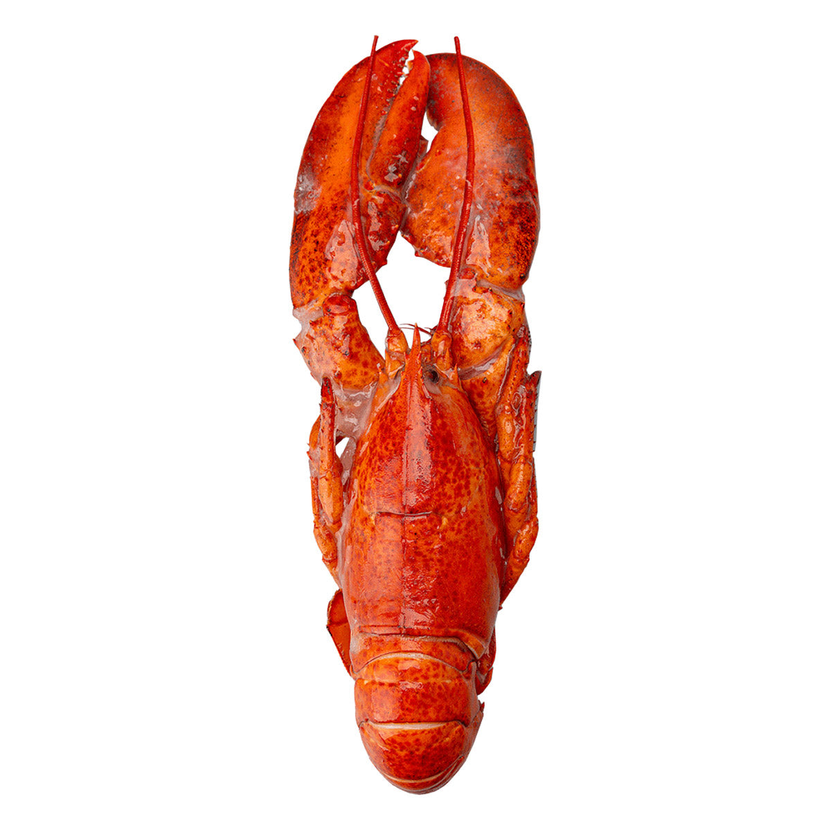 Blue Tide Frozen Wild Whole Cooked Lobster, 4.54 kg - image 3