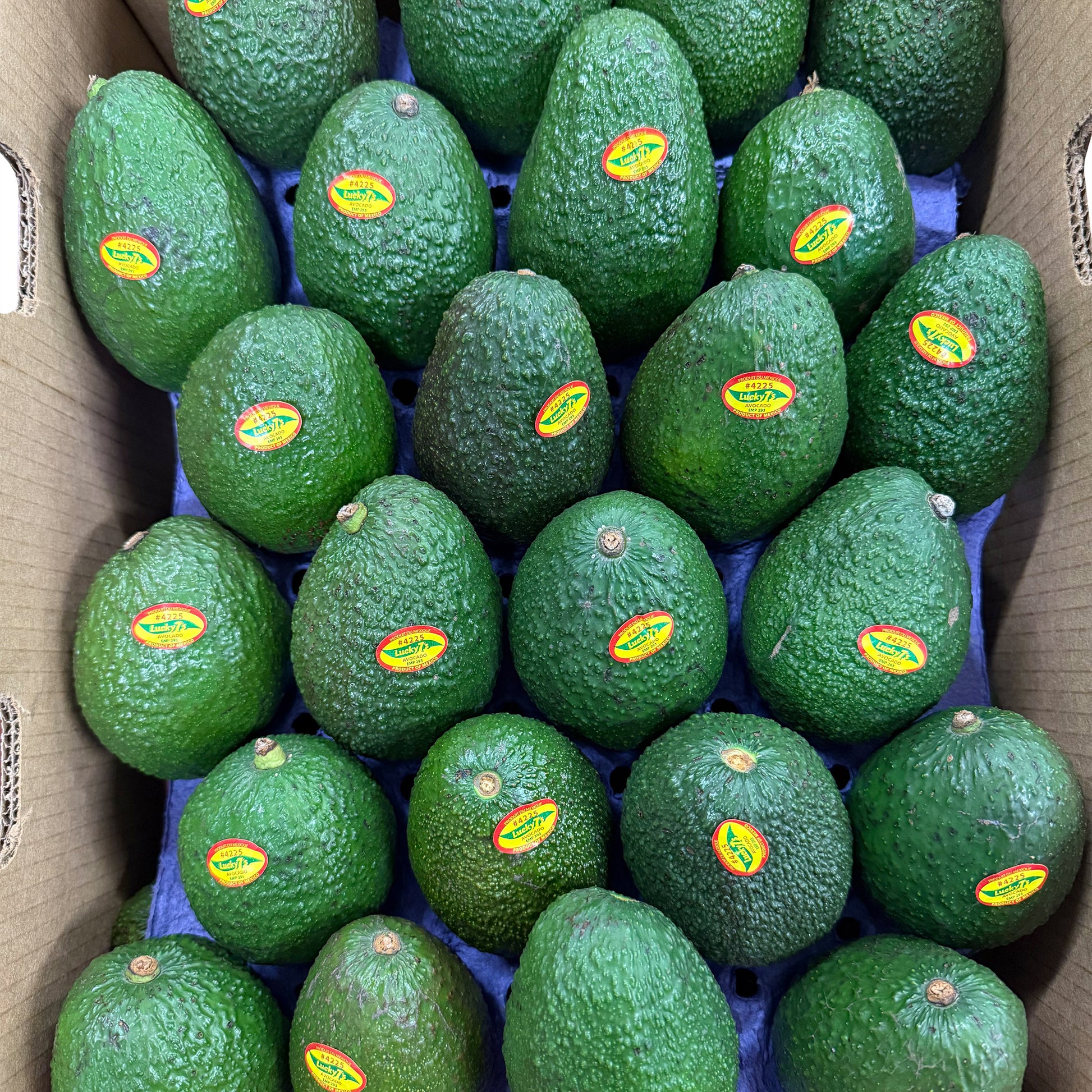 Lucky 7's Hass Avocados, 48 × 0.52 lbs - image 3