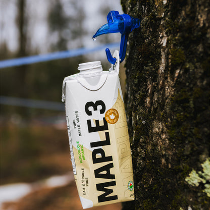 Maple3 Pure Organic Maple Water, 500 mL 24-pack - image 3