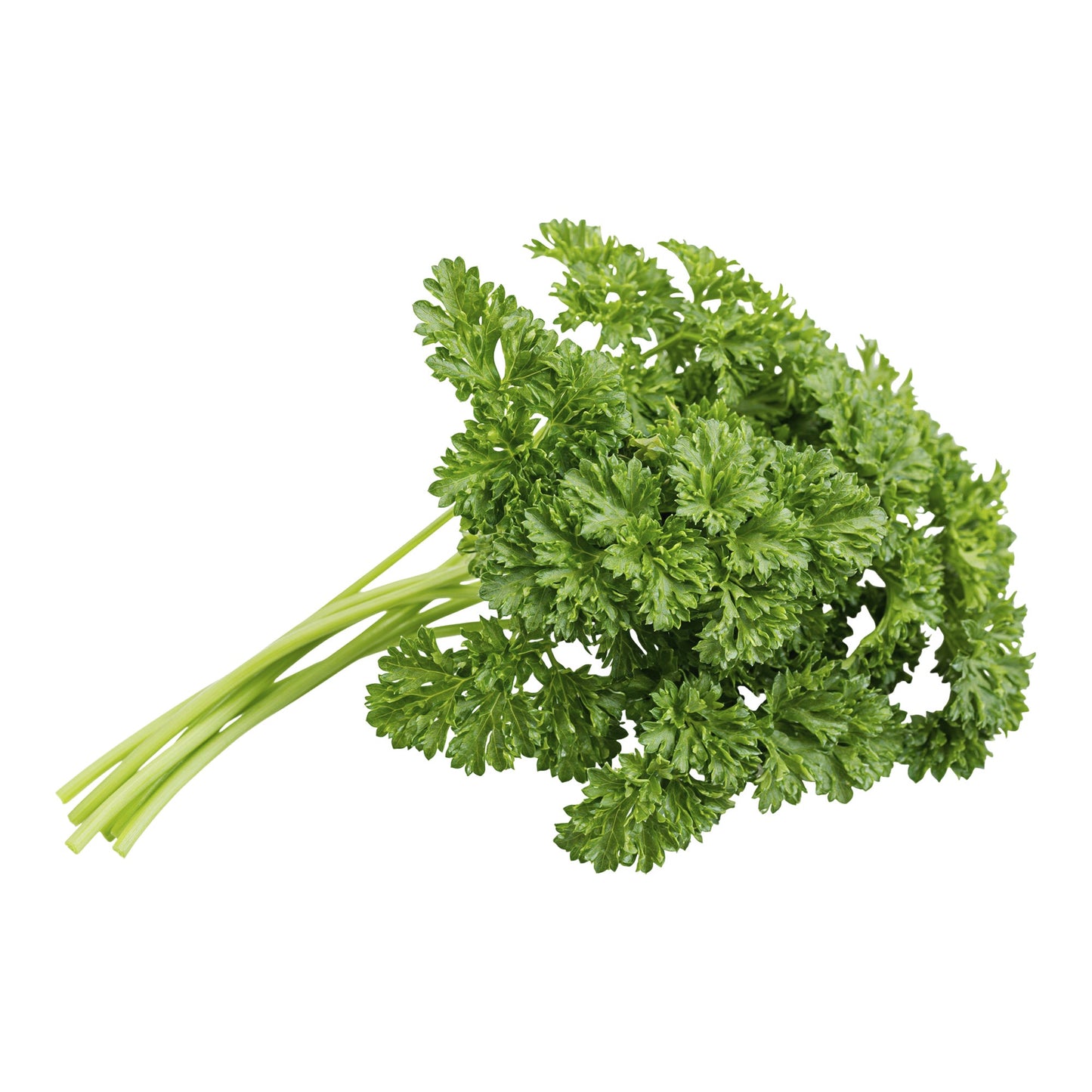 Curly Parsley - image 1