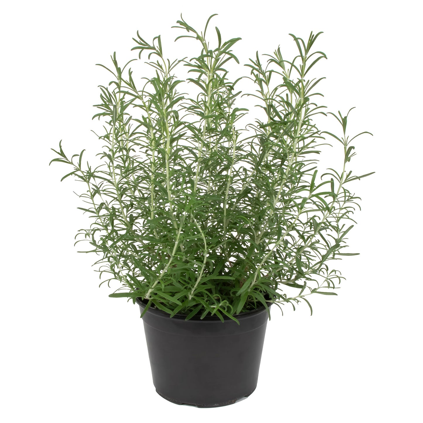 Rosemary Plant - image 1