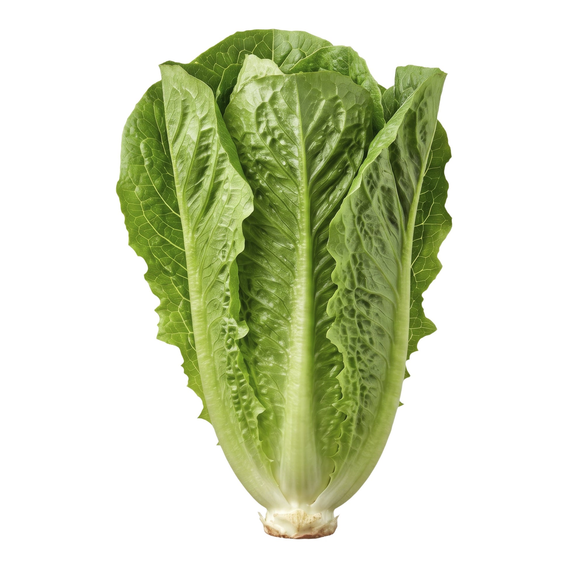 Greenhouse Romaine, Pack of 5 - image 1